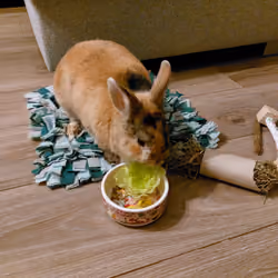 Roy The Rebel Rabbit 149