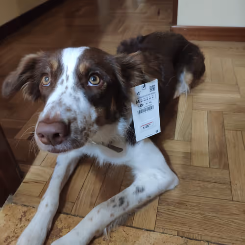 pepito233-eth Collection - old