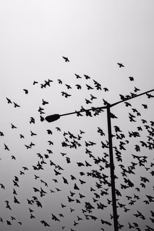 Item #17669670655008351248496382323612876252573131017050160141540695146611997671425 Media