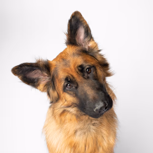 German Shepherd #DA219