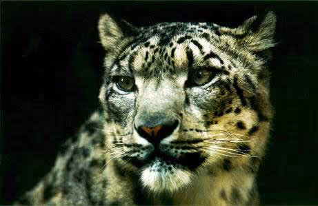 Panthera uncia