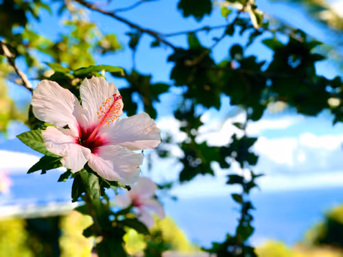 Item #111384347419130010131898734196272882001680551158239169533315207261391295610881 Media