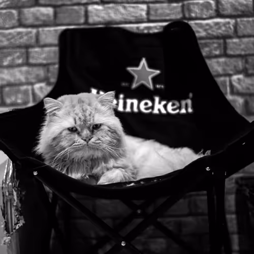 Sad Cat