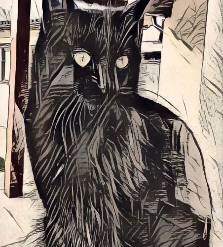 Curios Black Cat 