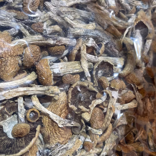 AaronSearcyFF Collection