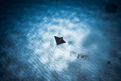 Item #99926930229538675438917090631619995362212113699001151744757174465030711672932 Media