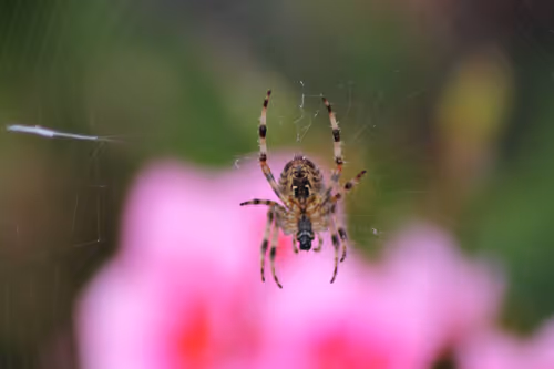 Item #51124555051901614330264480006545612592022390906904121289505624552513120239617 Media