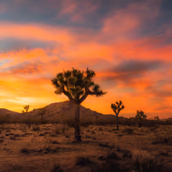 5:29pm Joshua Tree