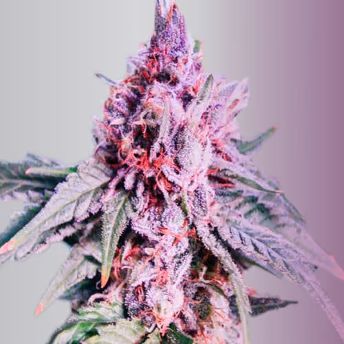 Garden of Raw