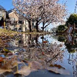 Sakura park