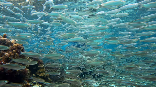 Item #93917210928009552265570427413341546020590352631026157694666951304357852741633 Media