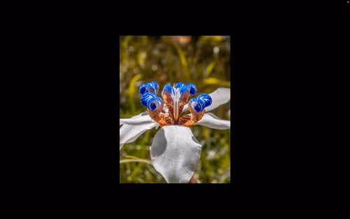 Item #112000724350228495474711911108130364376243231564197861893917097604608425994 Media