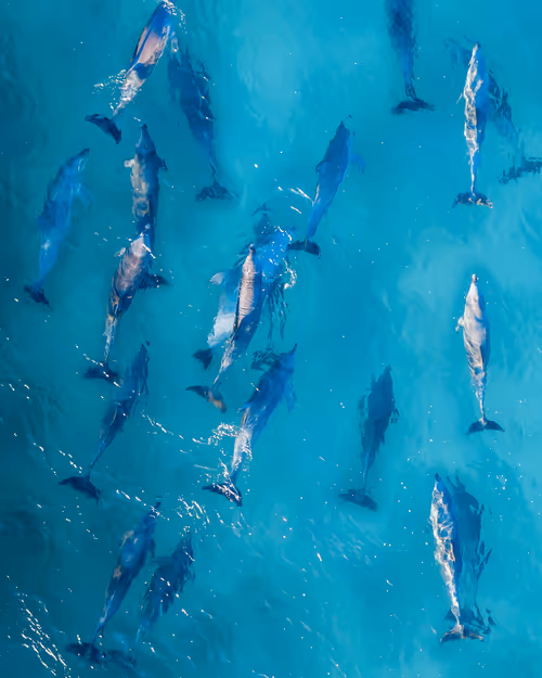 Item #105142820758875045122453279743182417762629954244329512910761130659591921598465 Media