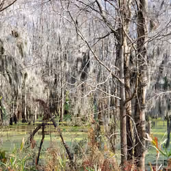 Nature Trails #16