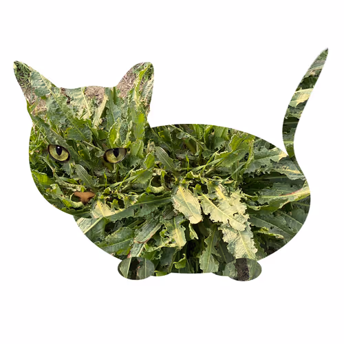 Item #7075100801842414929541159204983769780243264764604993181312715082907894415361 Media