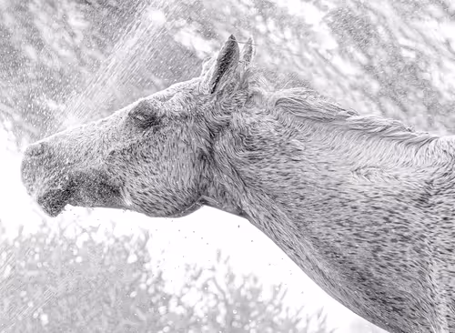 Item #12333759371985289416686528618250941787801478820548931806244366487735716806657 Media