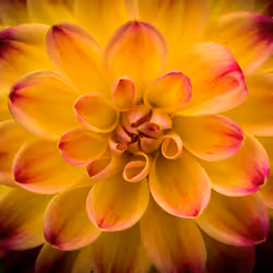Bright Dahlia