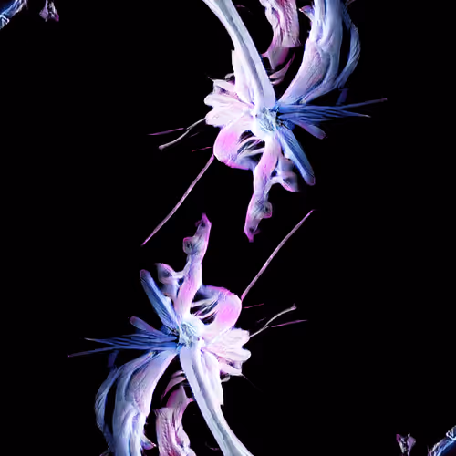 Diatomorigins