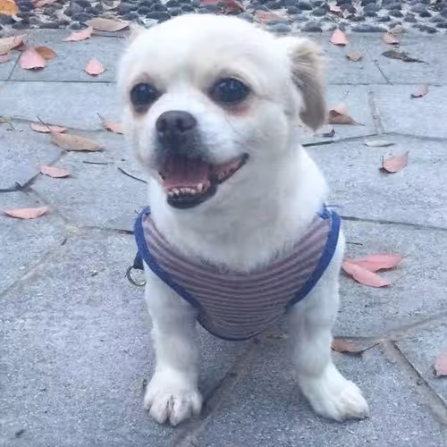 godblessChinaCapitical Collection