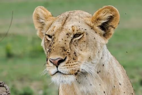 Item #112687108726403883410693318050335134033730152849283902503465333990248511700993 Media