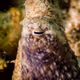 Octopus Eye