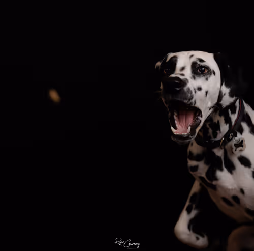 Item #87414682025478558117569594122165349452112546161934233951383420719355454816257 Media