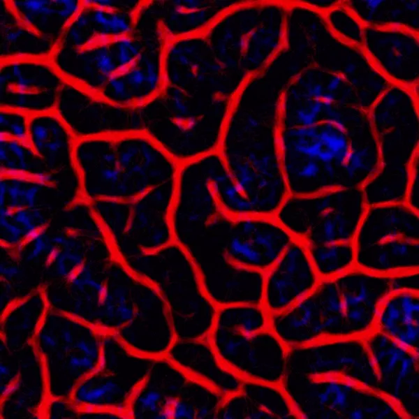 Physarum #213