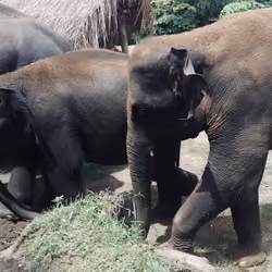 Elephant Family