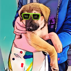 DoggyCool