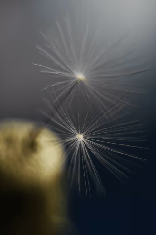 Item #13606181839721576894155883308236999132816604807813273145513526372556991365121 Media