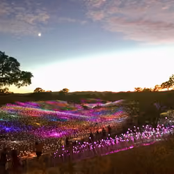 Field of Light #1