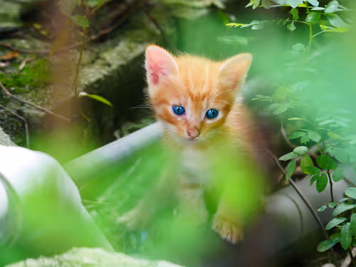 Item #55455677318123595031509472603724202920888355633279889545160944619358475255809 Media