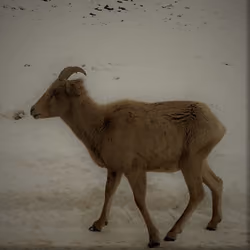 On my way to becoming a bighorn