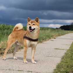 DOGE MEME