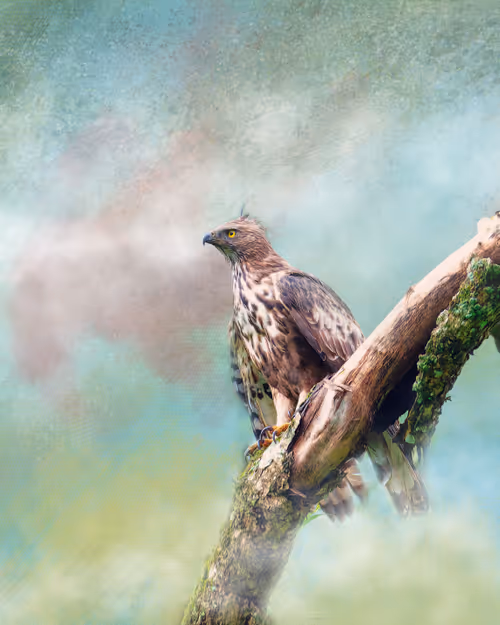 Item #20879904977050231781978559907445915739532146362246903749837269829245984571393 Media