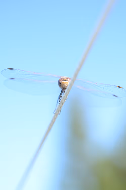 Item #92971587401879212914465603849674525645265351012255145539777938554227651510273 Media