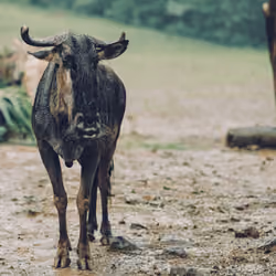 Hi Wildebeest