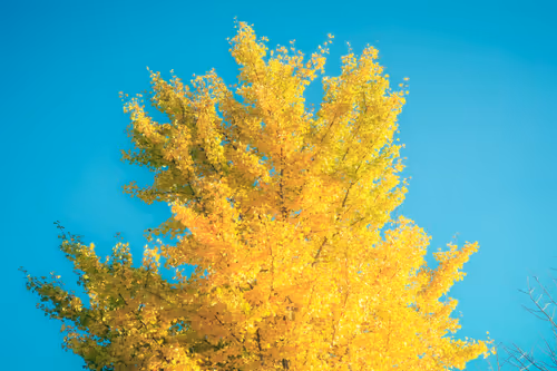 Item #87724672545568216492349628543176573267958151988335217142690977326814482923521 Media