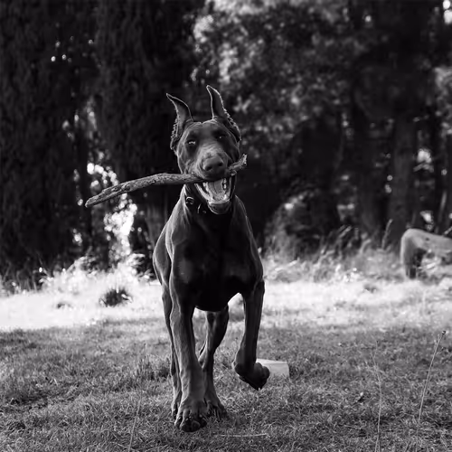 Item #68727627235032770474496414730754375028933125961672685074753311471961313902892 Media