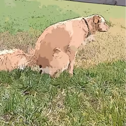 Lucky Dog