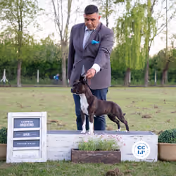 STAFFORDSHIRE BULL TERRIER CAMPEON ARGENTINO JOVEN