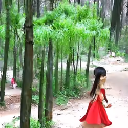 Lost in the Bamboo Forest