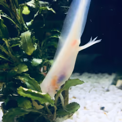 An axolotl story - Curiosity