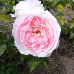 Pink Rose