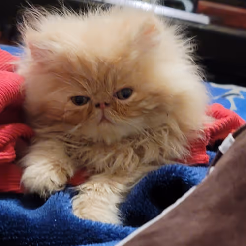 Untitled Collection #64778946