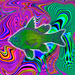 Arpagon Fish