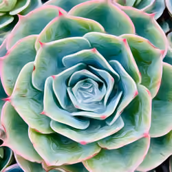 Succulent Rose