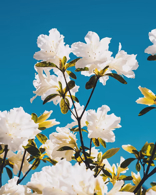 Item #61140817841535323188943582947873458398896939162862574355994582734830460469249 Media