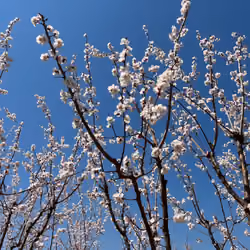  pear blossom