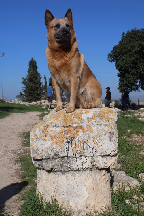 Item #81510282512378269026531823716576004927886641319190642594928566805601200373761 Media